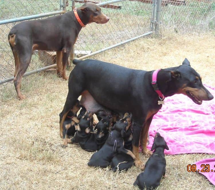 black and rust  and blue and rust dobie puppies 5th week