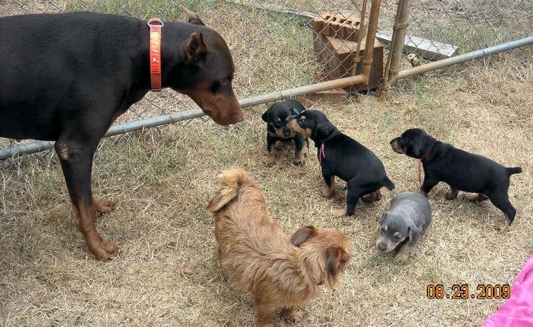 black and rust  and blue and rust dobie puppies 5th week
