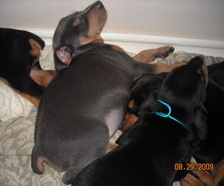 black and rust  and blue and rust dobie puppies 5th week