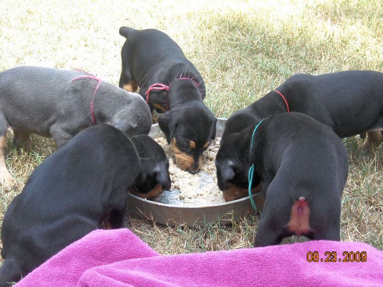 black and rust  and blue and rust dobie puppies 5th week