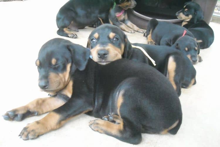 black and rust  and blue and rust dobie puppies 5th week