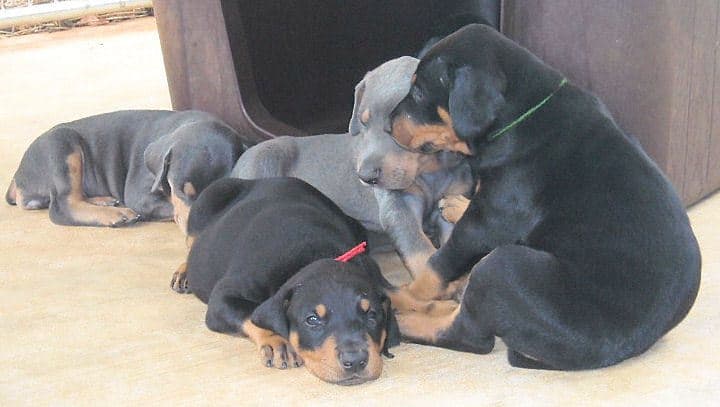 black and rust  and blue and rust dobie puppies 5th week