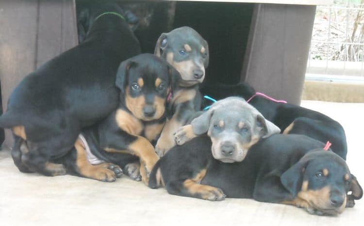 black and rust  and blue and rust dobie puppies 5th week