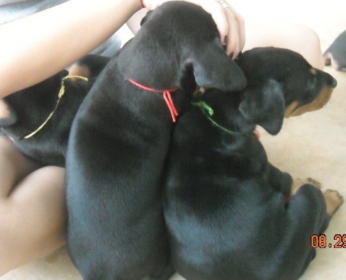 black and rust  and blue and rust dobie puppies 5th week