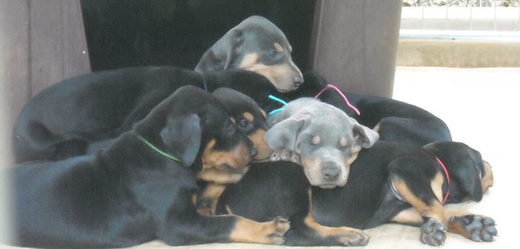 black and rust  and blue and rust dobie puppies 5th week