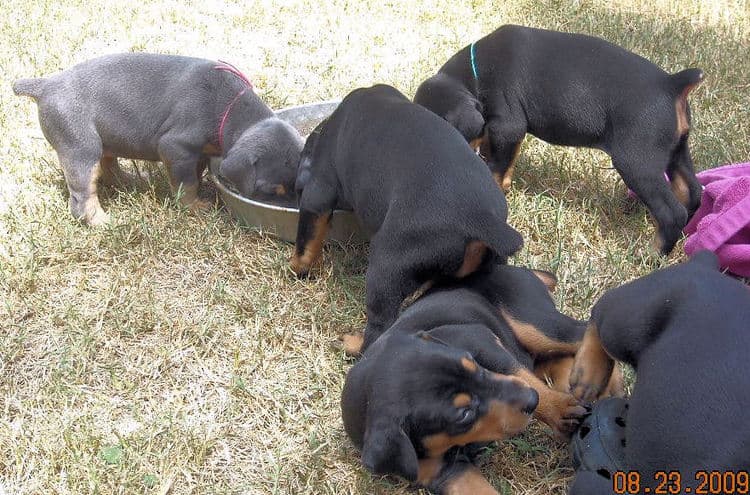 black and rust  and blue and rust dobie puppies 5th week