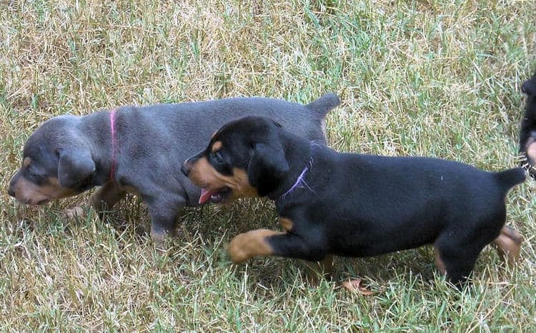 black and rust  and blue and rust dobie puppies 5th week