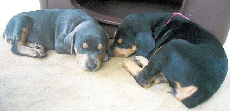 black and rust  and blue and rust dobie puppies 5th week