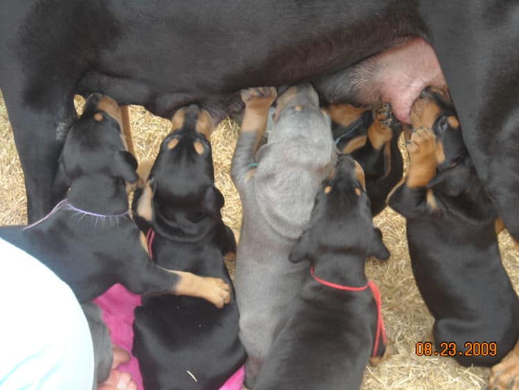 black and rust  and blue and rust dobie puppies 5th week