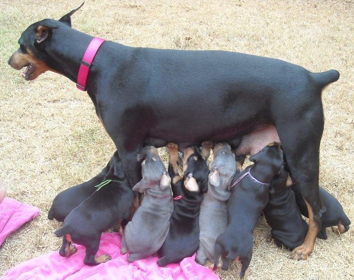 black and rust  and blue and rust dobie puppies 5th week