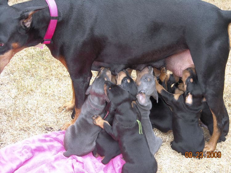 black and rust  and blue and rust dobie puppies 5th week