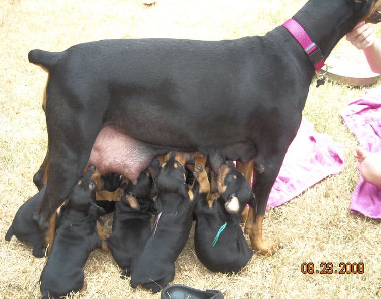 black and rust  and blue and rust dobie puppies 5th week