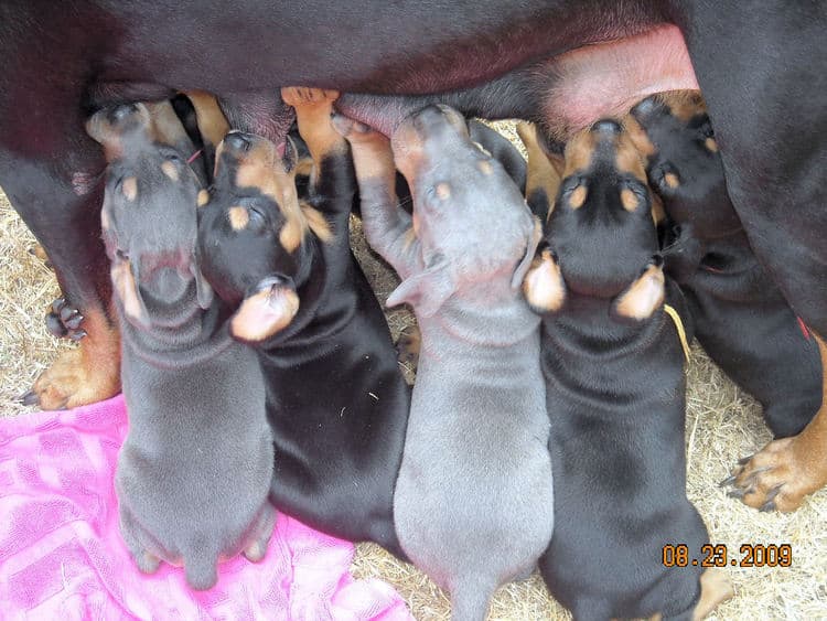 black and rust  and blue and rust dobie puppies 5th week