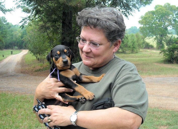 black and rust  and blue and rust dobie puppies 5th week