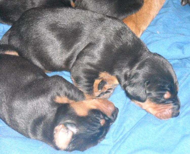 2 week old dobe puppies