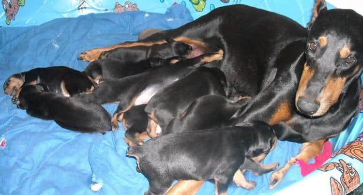 2 week old dobe puppies
