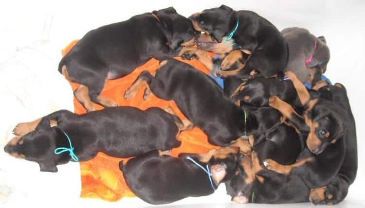 4 week old dobe puppies
