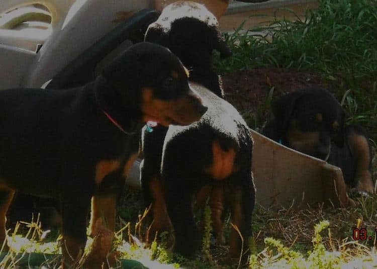 5 week old pics of blues and blacks - dobermann pups
