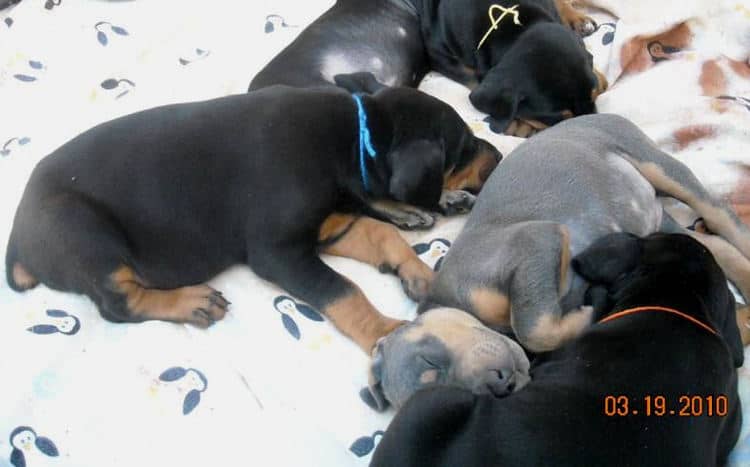 5 week old pics of blues and blacks - dobermann pups