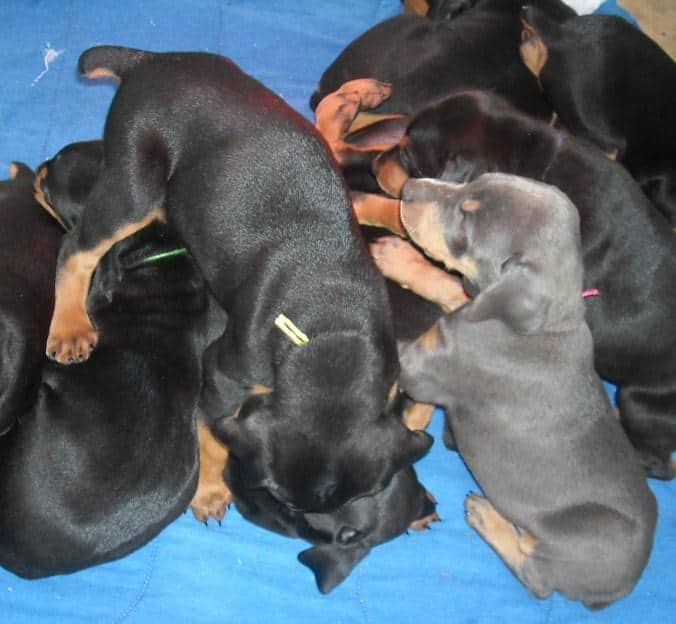 6 wk old dobermann puppies blacks and blue