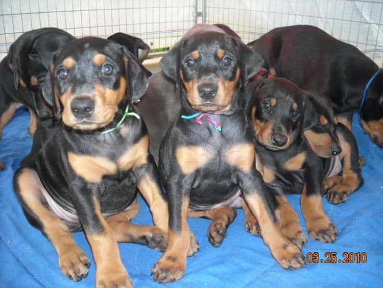 6 wk old dobermann puppies blacks and blue