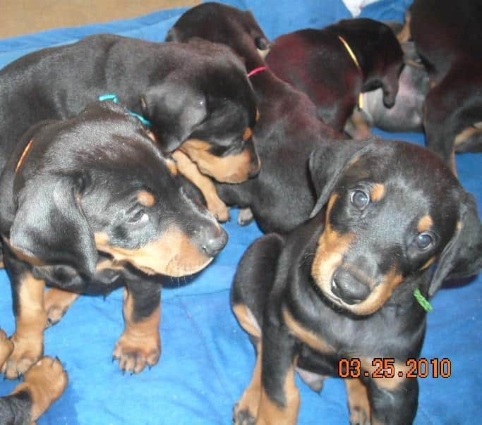 6 week old dobe puppies