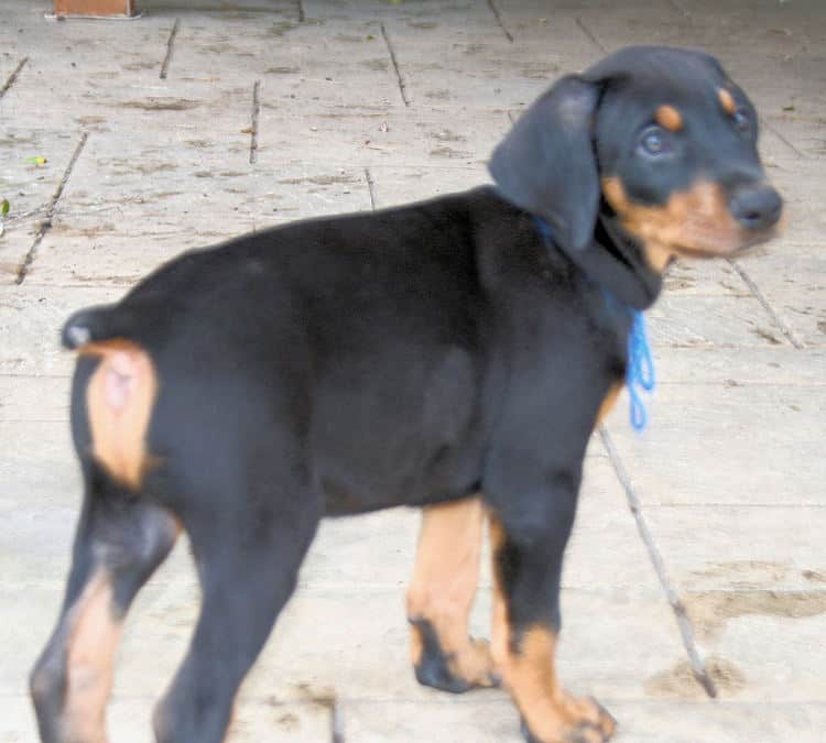 7 week old black & rust doberman male puppy