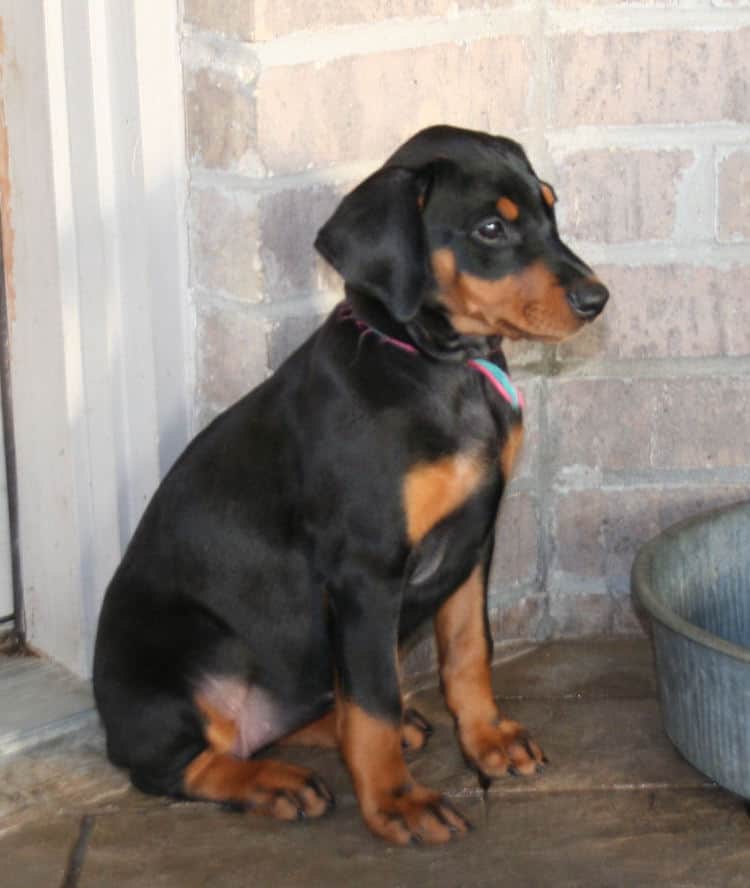 8 week old black & rust doberman female puppy