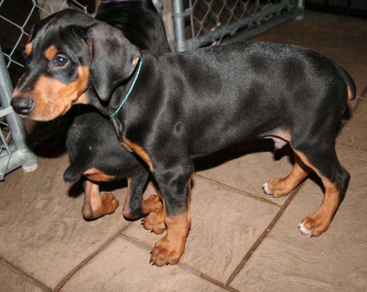 8 week old black & rust doberman male puppy
