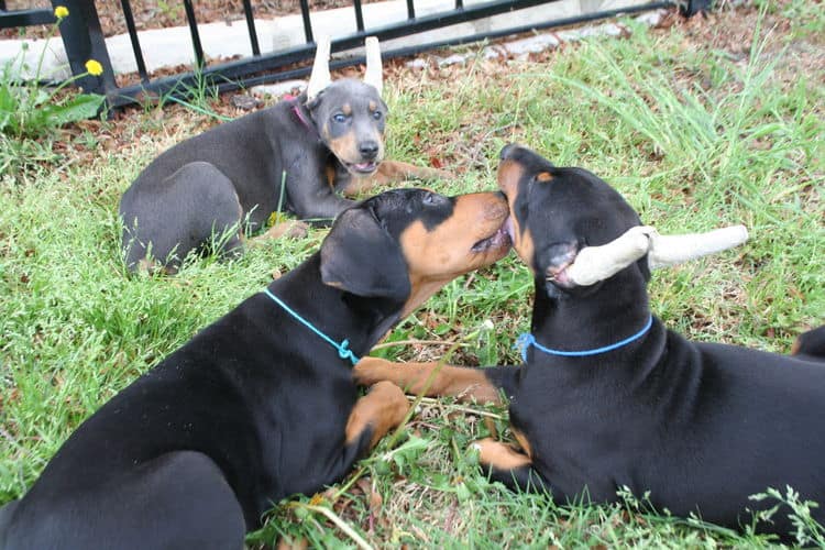 9 week old black and rust pups & blue and rust pup playing, crops and uncropped