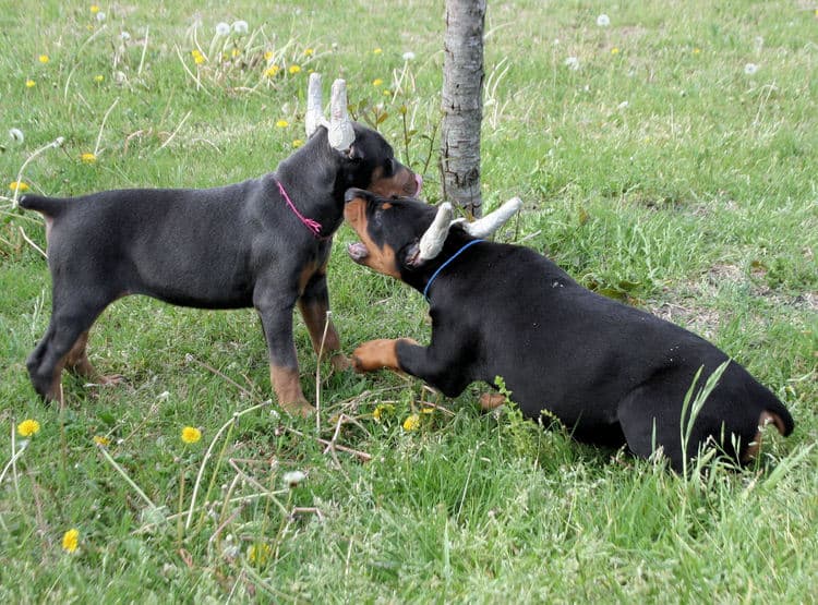 9 week old black and rust pups & blue and rust pup playing, crops and uncropped