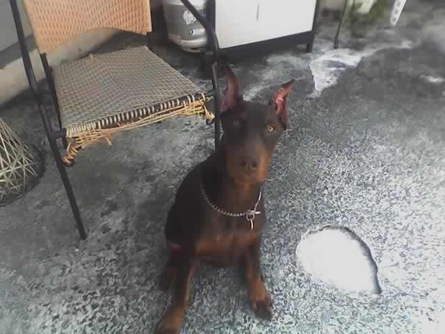 doberman 4 month old male pup