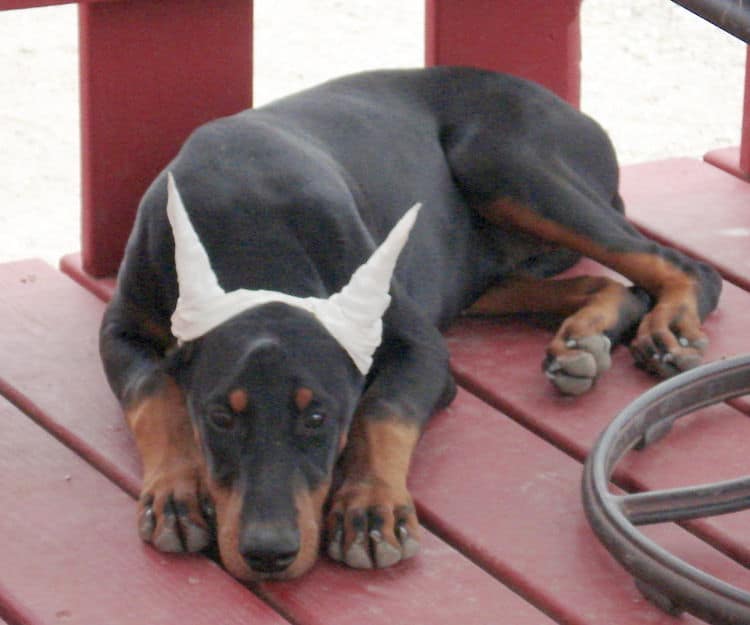 Doberman puppie