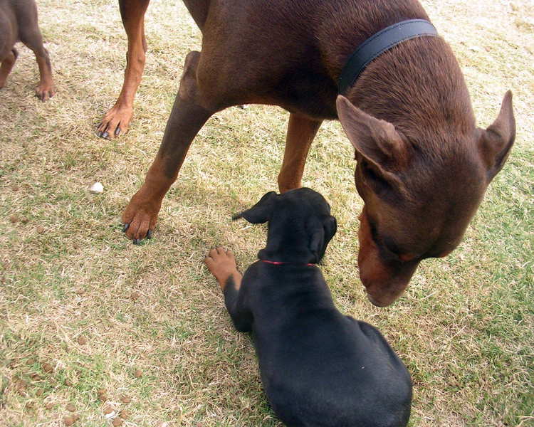 7 week old doberman puppies