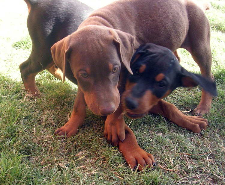 7 week old doberman puppies