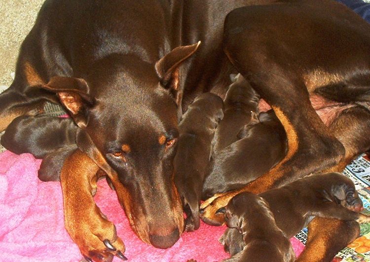 red and rust mother doberman and newborn puppies