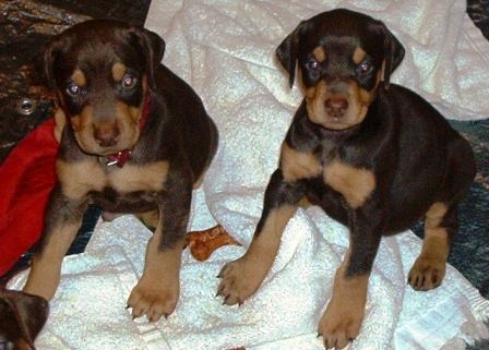 red and rust doberman puppies