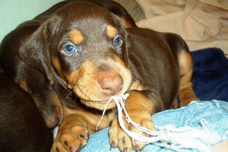 red and rust doberman puppies