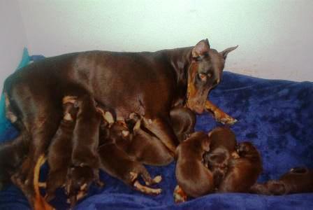 red and rust mother doberman with her puppies