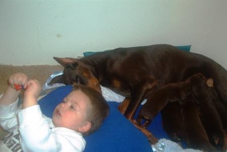 red and rust doberman pups