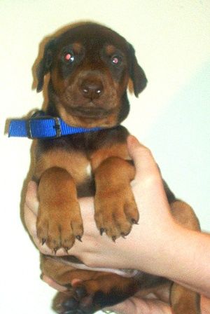 red and rust male doberman puppy