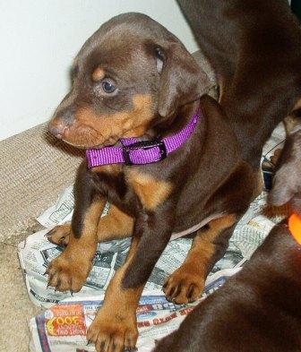red and rust male doberman puppy
