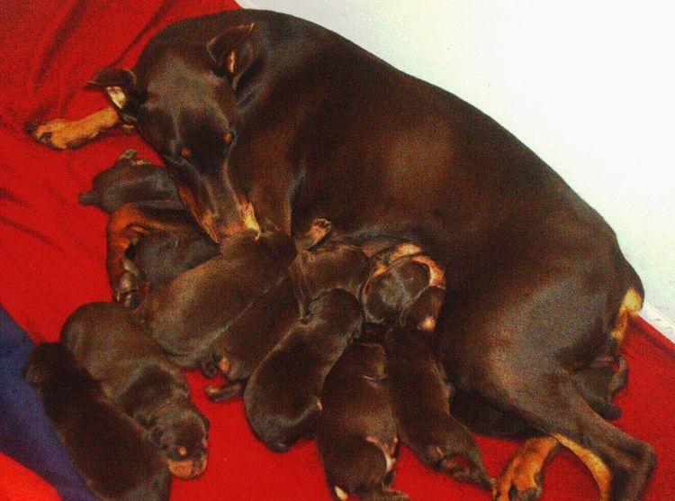 red and rust female doberman with her puppies
