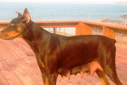 red and rust doberman mother