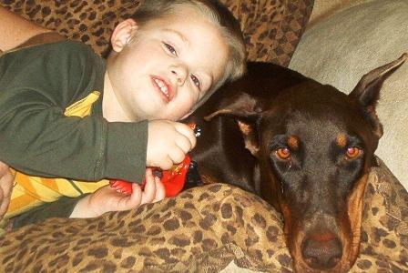 red and rust doberman with child