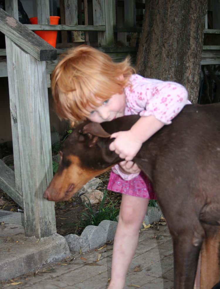 doberman female adult