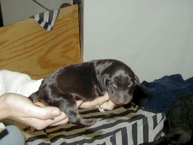 doberman puppy on its first day