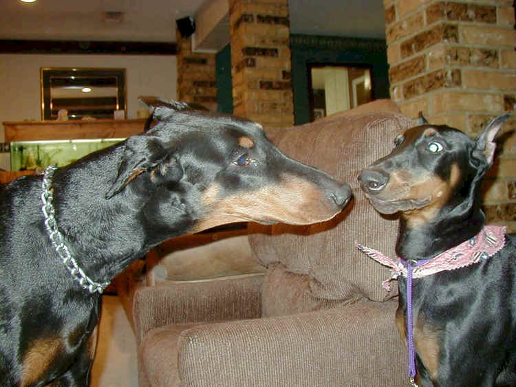 Doberman Pinschers