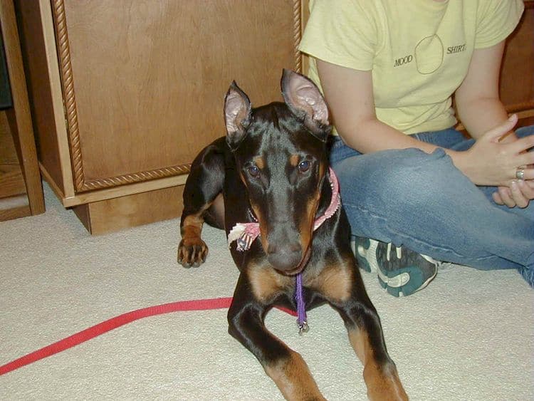 Dobe pup