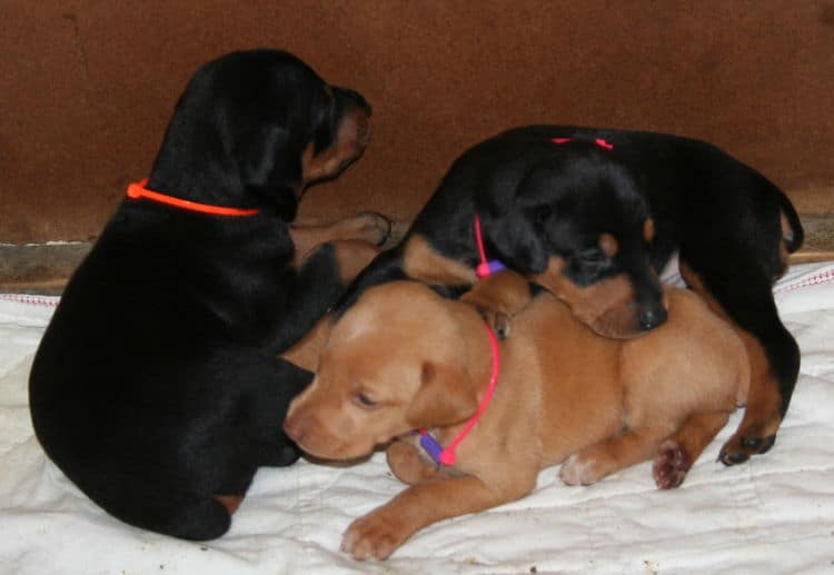 3 week old Doberman Puppies